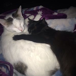 Meet your Posher, Marcella